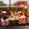 Dawhud Direct 50" X 60" Christmas Puppy Fleece Throw Blanket For Kids And Adults