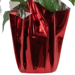 Northlight 14.5" White Artificial Christmas Poinsettia With Red Wrapped Base 8 Northlight 14.5" White Artificial Christmas Poinsettia With Red Wrapped Base -Northlight Holiday Outlet Store GUEST 92ac672c 696d 4013 8c71 de671af28eab